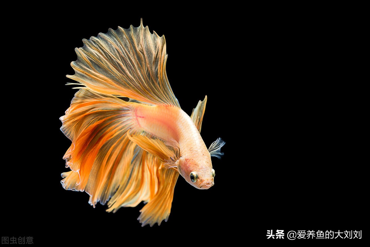 二手鱼缸今年,二手鱼缸便宜处理