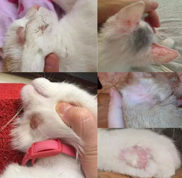 紧急求助猫贩子被猫骗,猫贩子最不想让你知道的几件事