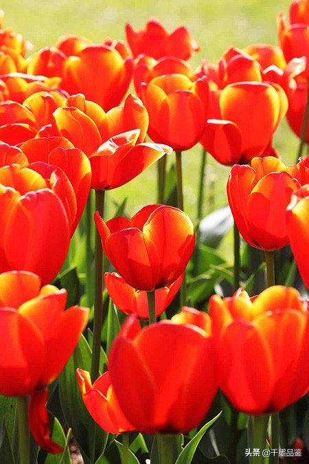 静物摄影作品欣赏郁金香,郁金香的摄影作品欣赏