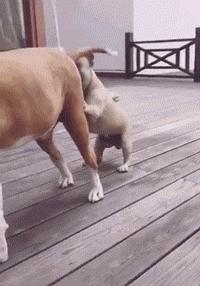 狗子被主人吓尿怎么办,狗子偷吃猪手被发现