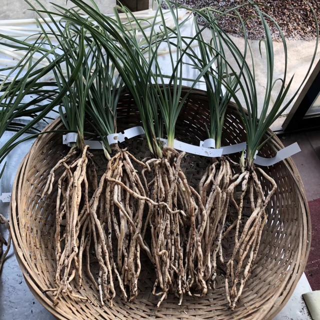 腐殖土养兰花要放肥吗,腐殖土种兰花正确方法