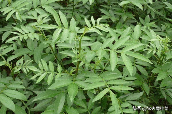 什么树果实能吃叶子也能吃,有什么树果实和花都能吃