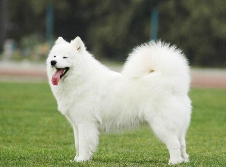 狗狗品种大全及介绍了解一下,狗狗品种怎么挑选最好看