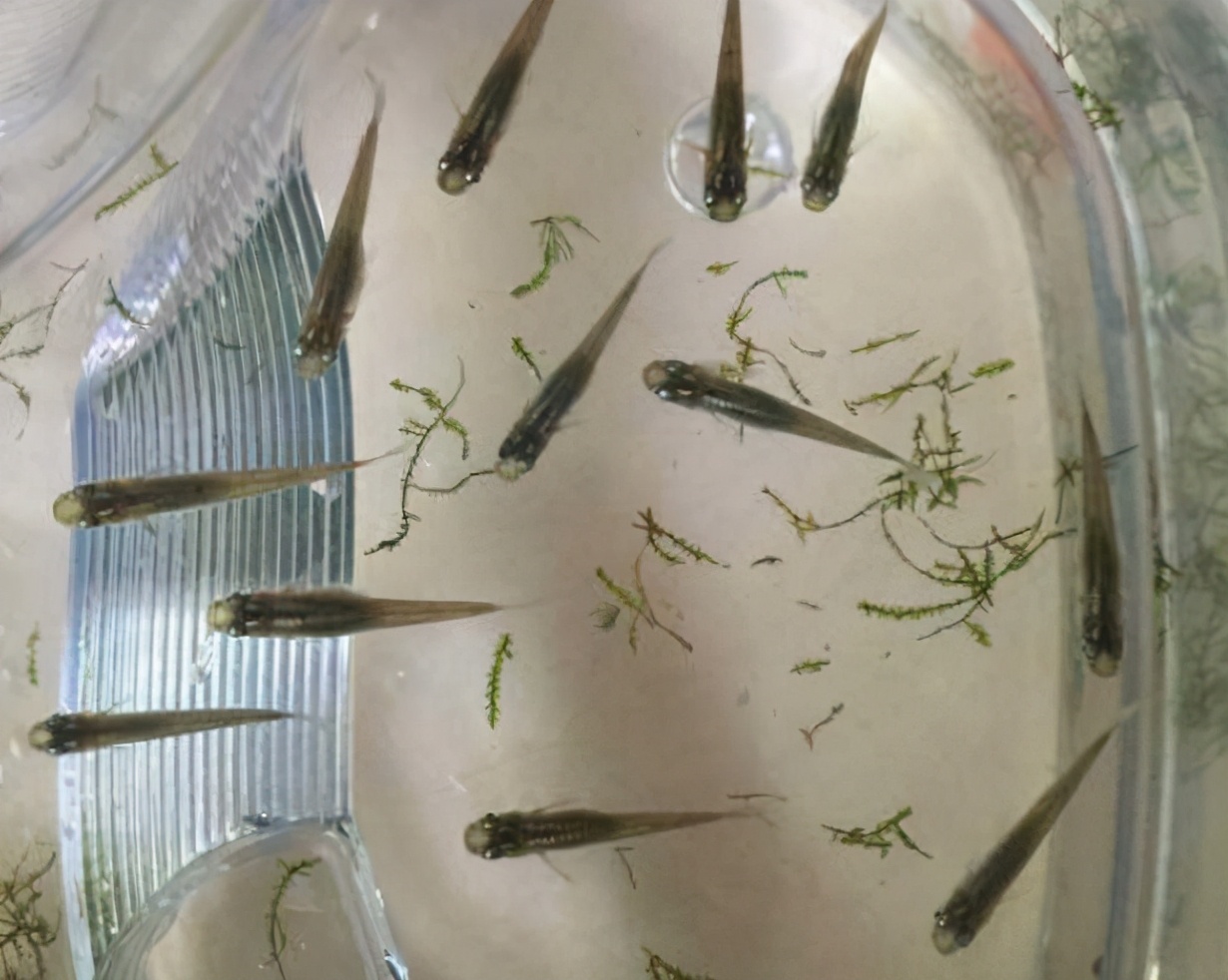 日食孑孓2000只，却被拉入“黑名单”，要蚊子还是要鱼？