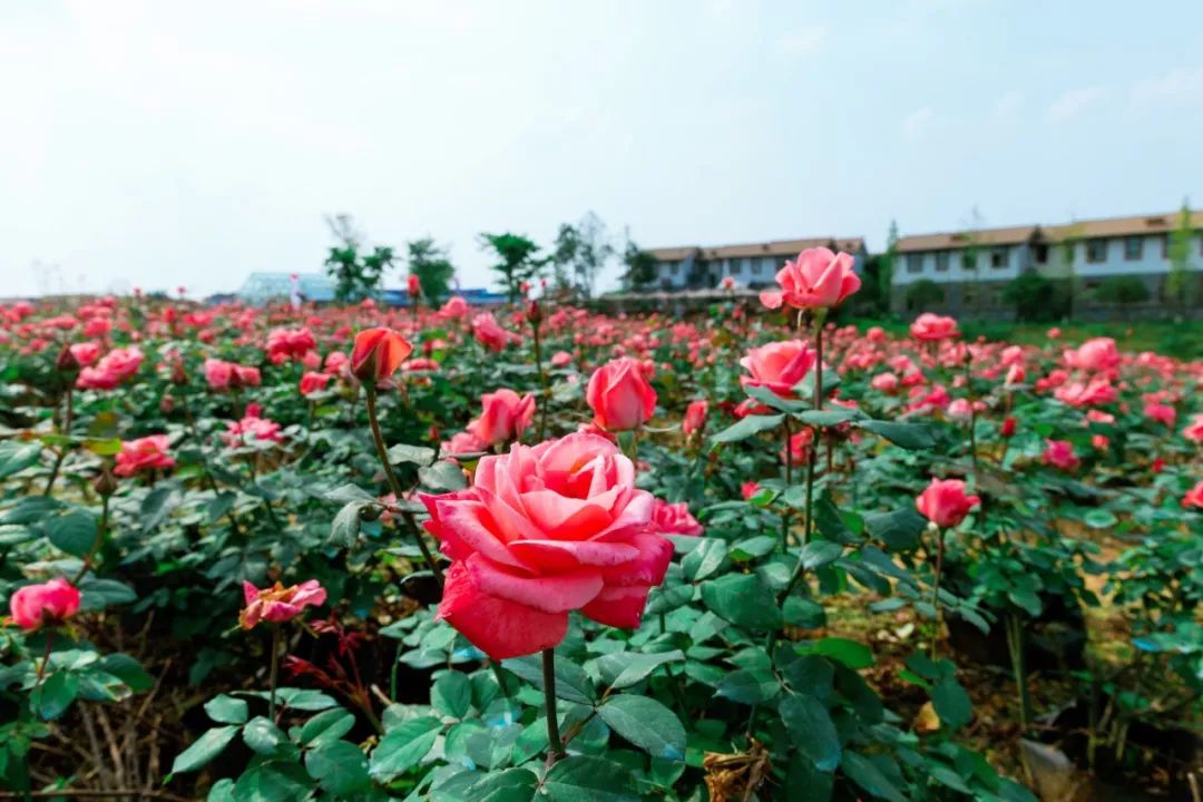 环城公园附近好玩的地方推荐,踏青打卡好去处双流空港公园