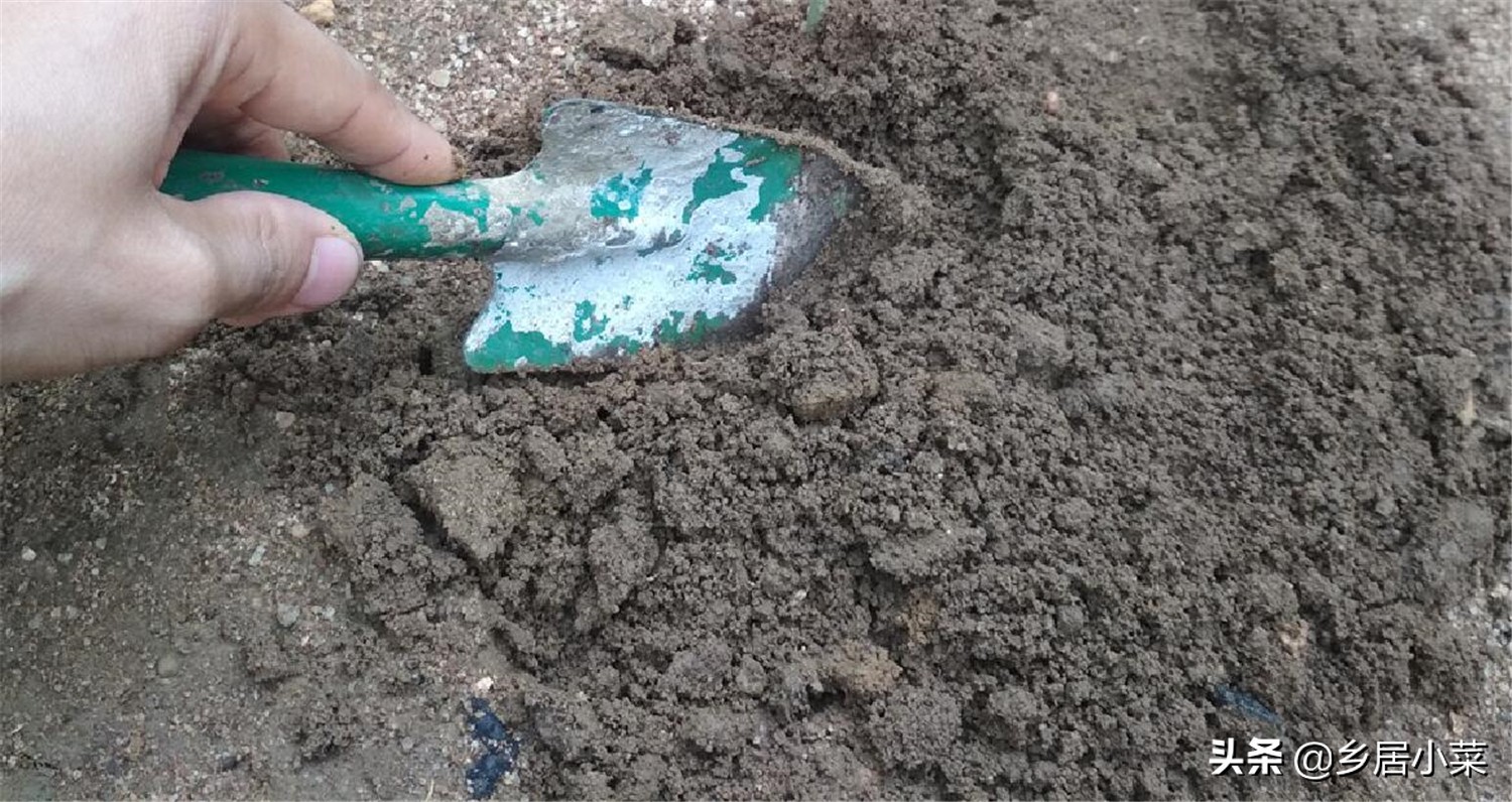 刚移栽的蔬菜怎么管理,种植蔬菜枯萎了怎么补救