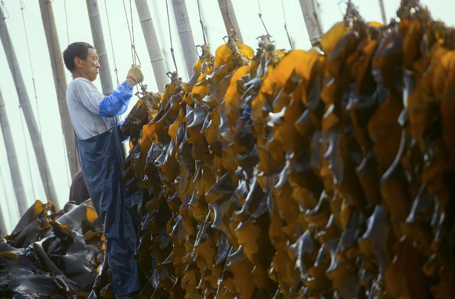 海带绿色买回来为什么变褐色,海带绿色的好还是黄色的好