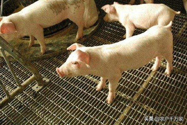 僵猪怎么治的小偏方,治疗僵猪中药配方