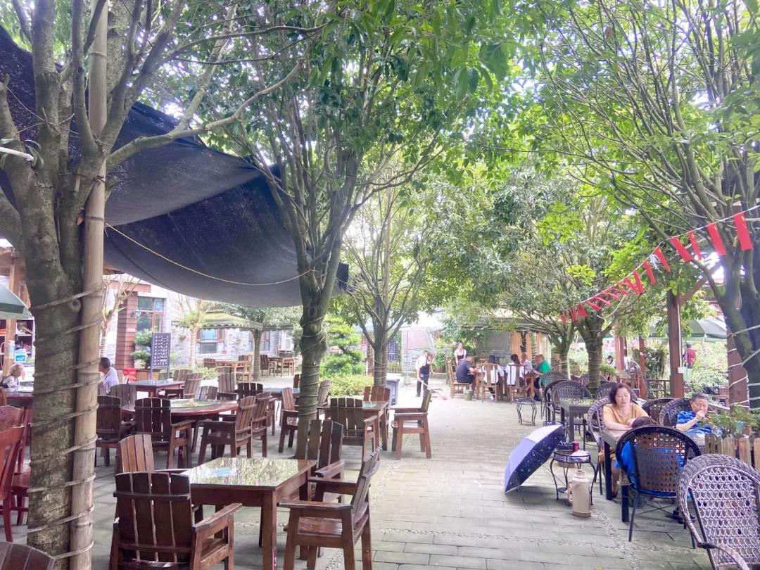 成都郫县桂花最好的地方,成都蒲江桂花观赏地