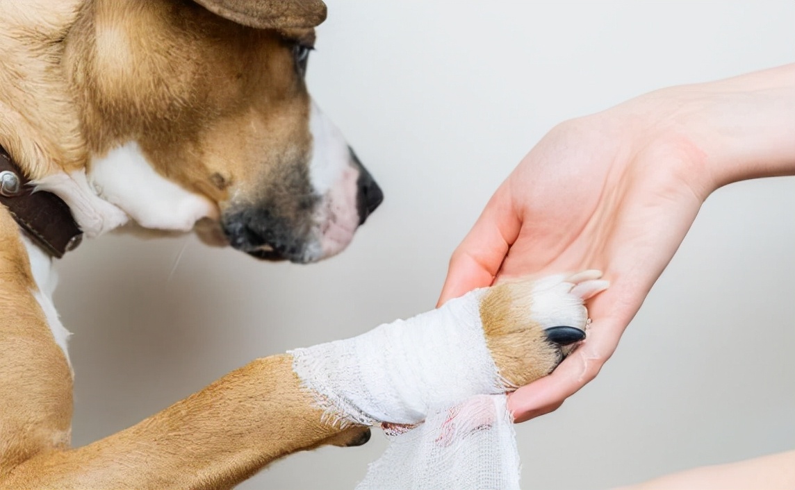 狗狗被握住爪子，马上就缩回来，这是为什么？