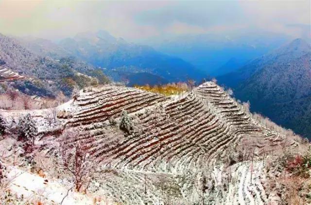 大自然唯美黄山风景摄影,打卡歙县蜈蚣岭高山茶梯田