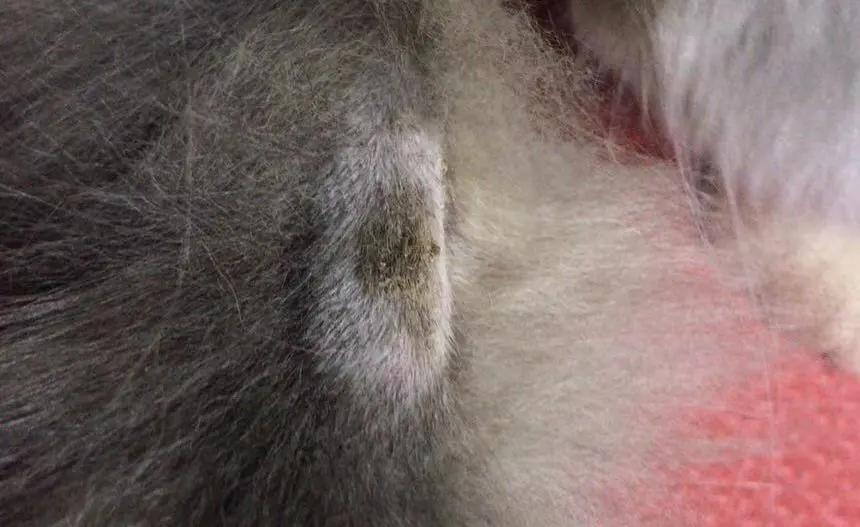 好物分享新手养猫不交智商税,养猫智商税排行榜