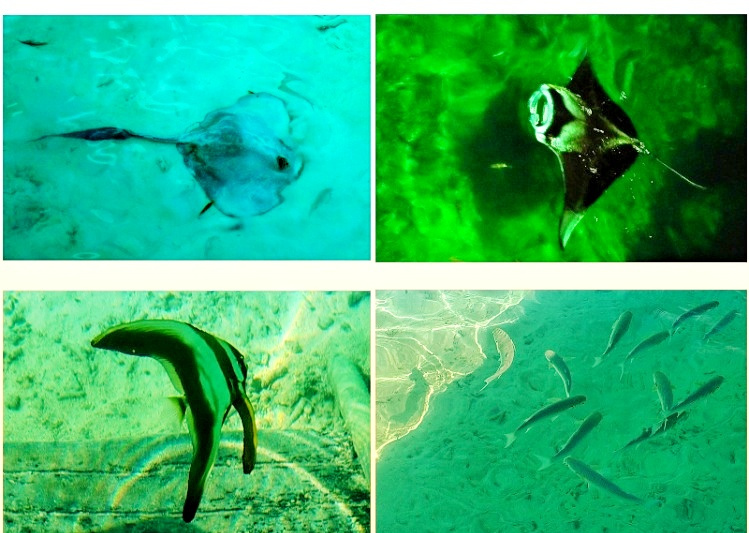 世外桃源海滩度假村马尔代夫,马尔代夫太阳岛度假村