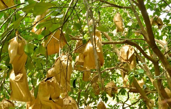 柚子的种植条件和时间,如何种植的柚子更甜水分多