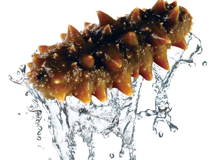 海参是拿来蒸的好还是煮的好,泡发海参蒸的方法不比水煮好吗