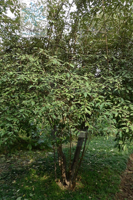 补阳丹，见过吗？活血通络。治跌打骨折、劳伤、小便*禁失**