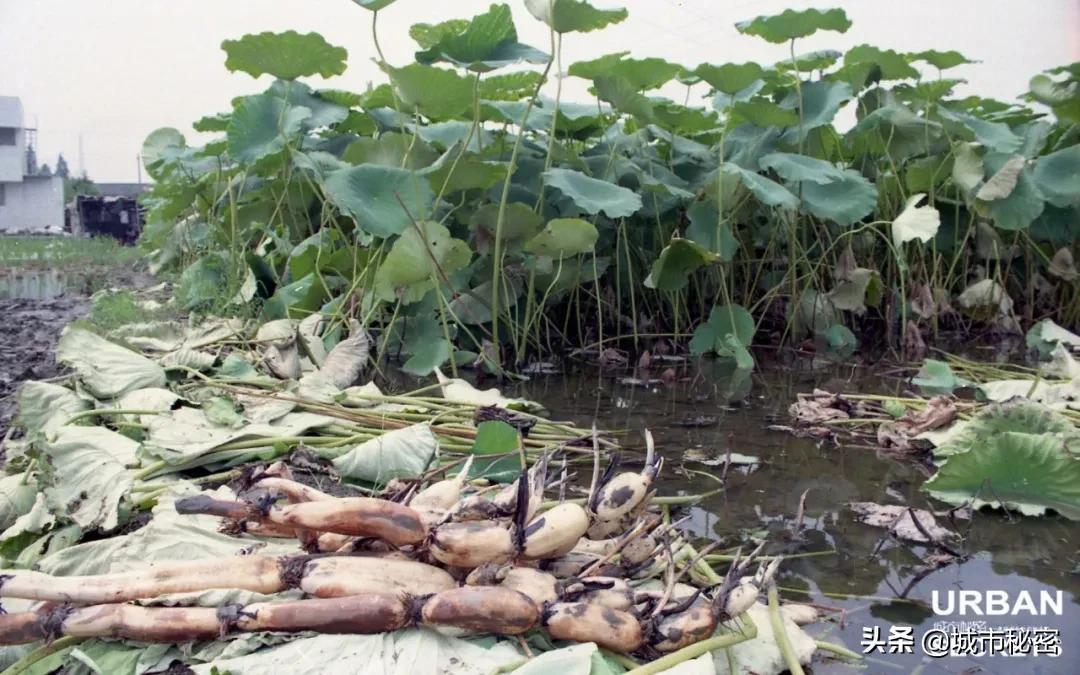 杭州旅游烟火气,杭州哪里还有江南风情