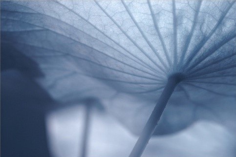 出淤泥而不染濯清涟而不妖高清图,出淤泥而不染濯清涟而不妖音频