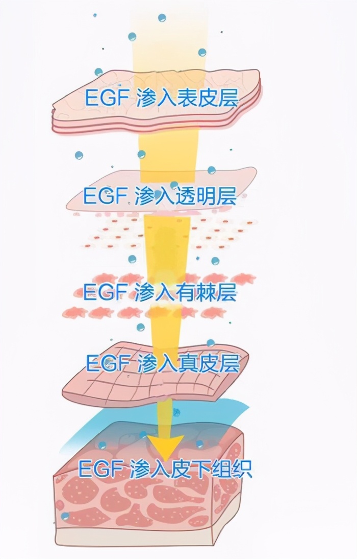 egf生长因子科普视频,表皮生长因子egfr野生型