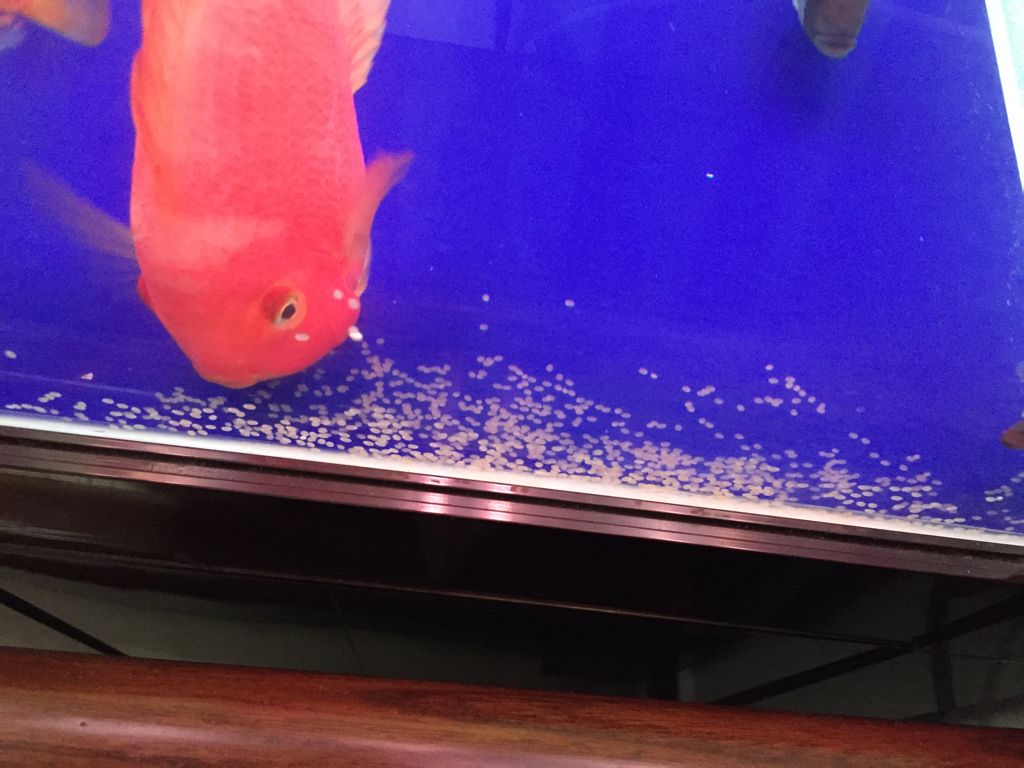 人类尿道和精子是一个通道吗,爬行动物是体内生殖还是体外生殖