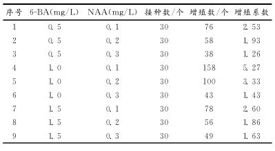 七彩球菊花是怎么培育的,满天星菊花怎么种植