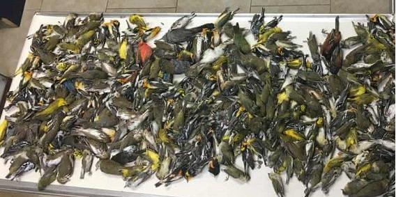 鸟类怎么样躲避极干旱的天气,野生动物如何躲避暴风雨