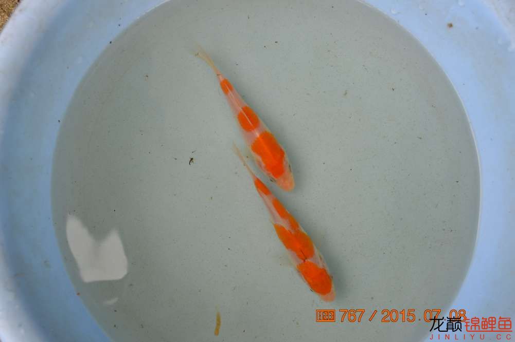 锦鲤苗成长,日本锦鲤水花苗成长