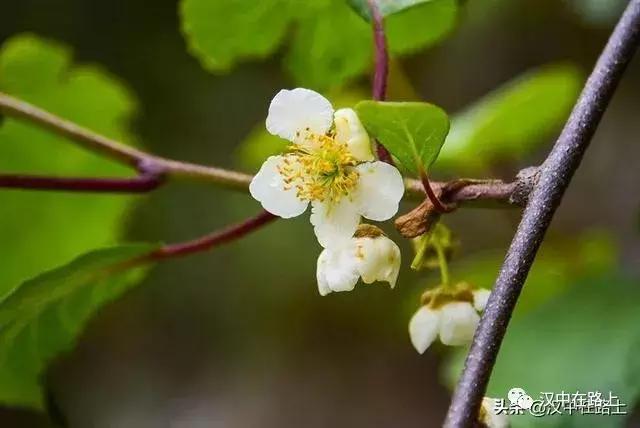 探秘汉中,汉中一村子窜入野生羚牛