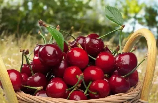 西安周边现在哪的樱桃成熟,西安摘樱桃好去处有哪些