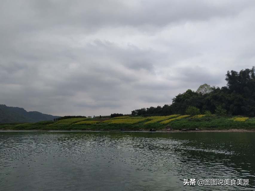 重庆江津中坝岛正宗甘蔗红糖,甘蔗中坝岛视频