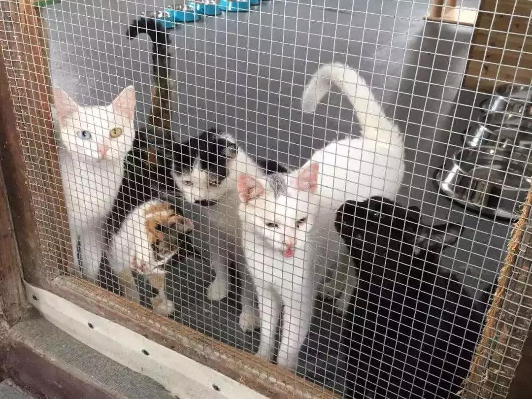 两个月的猫咪流浪猫怎么喂养,流浪猫给它一点温暖却不能养