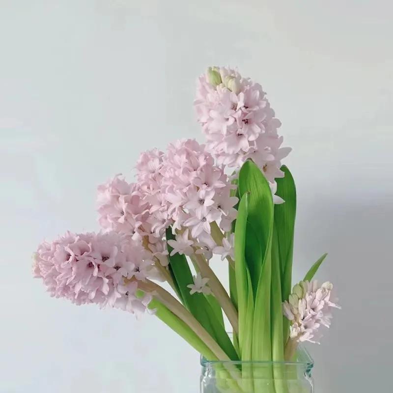 经验贴分享视频,鲜切花非洲菊的养护方法