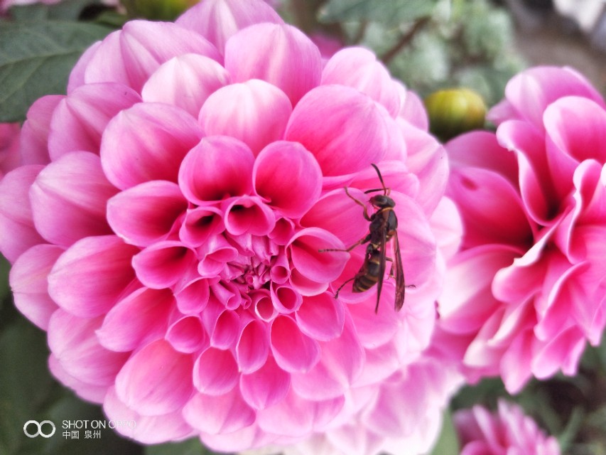 花开的时候最珍贵完整版,花开的时候你就来看我