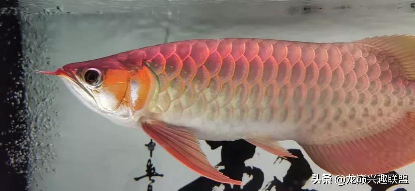 龙鱼兜嘴需不需要处理,龙鱼兜嘴怎么调理过来