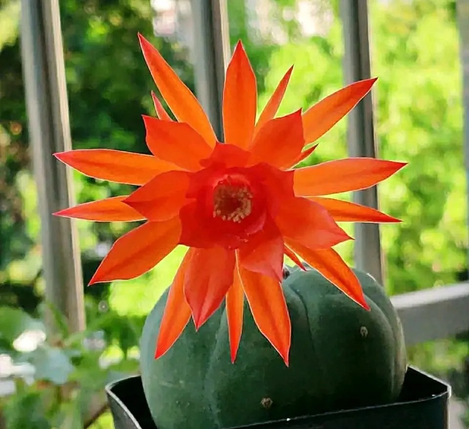 仙人球开花多盆栽品种大全,仙人球会开花还特别漂亮