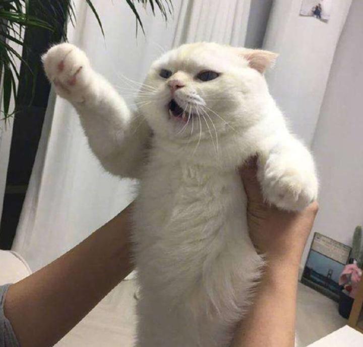 正确的抱猫姿势到底是怎样的？原来一直以来我都抱错了...