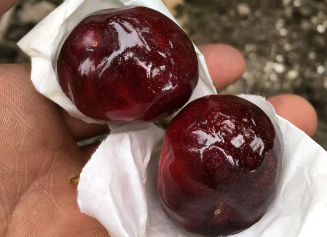 大樱桃裂果咋办？我国农民有一“神奇操作”，专家反对，照样大火