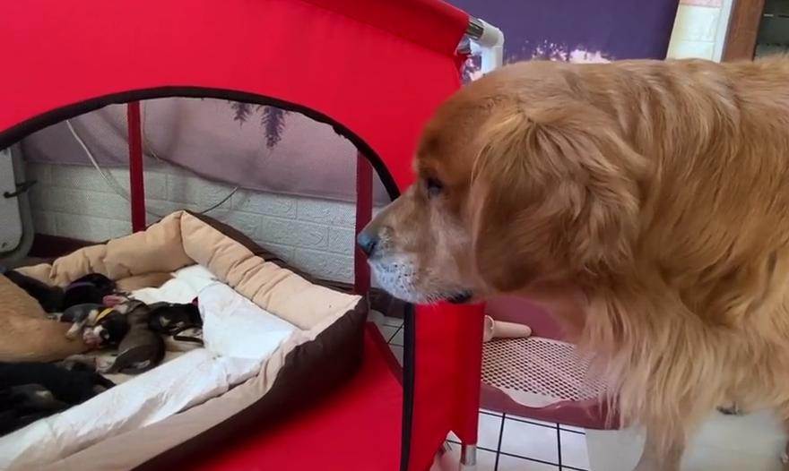 年度大戏，金毛：我媳妇生了，孩子是我弟弟哈士奇的