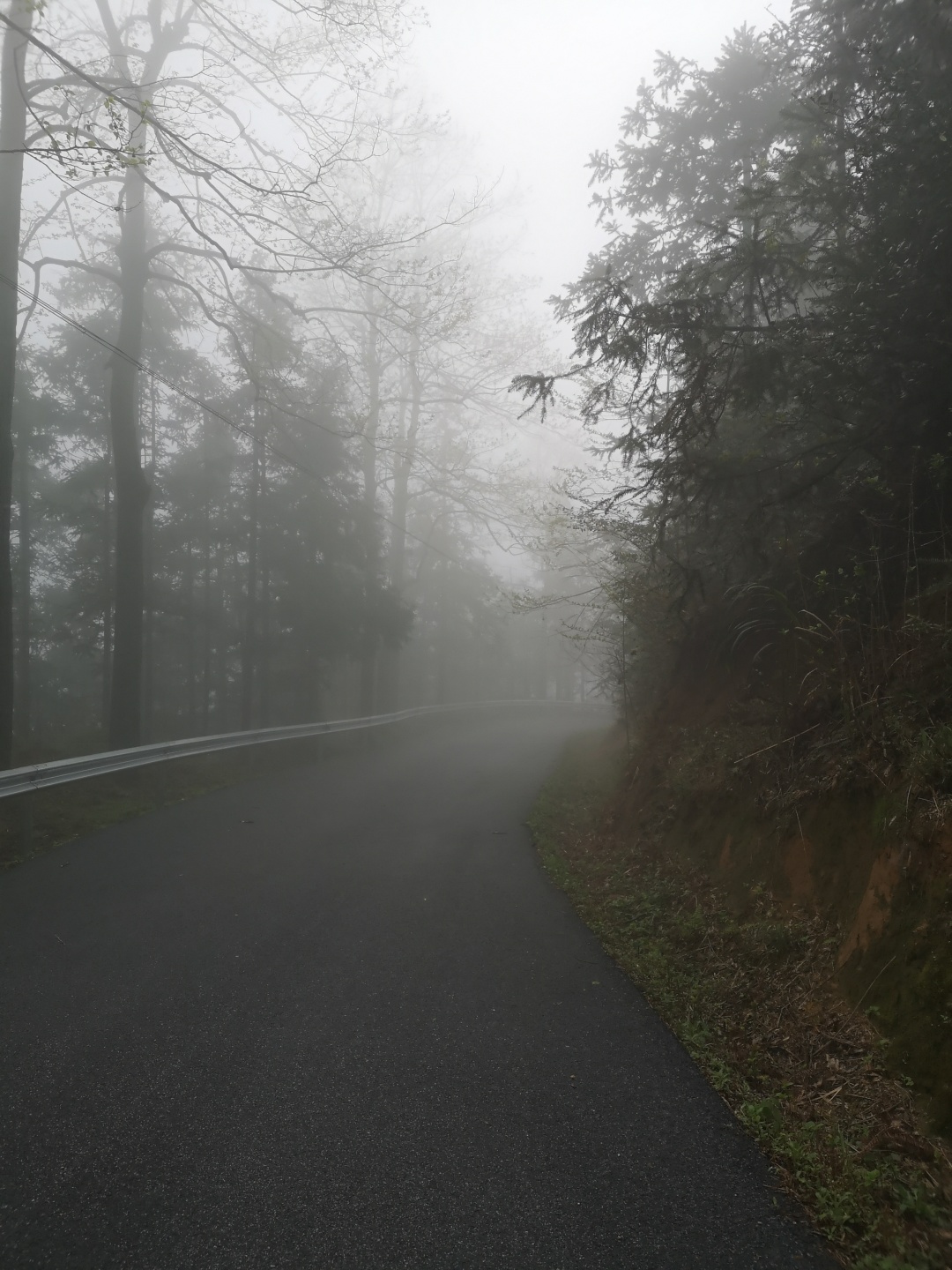 竹林深处探宝——只为了那一棵黄精