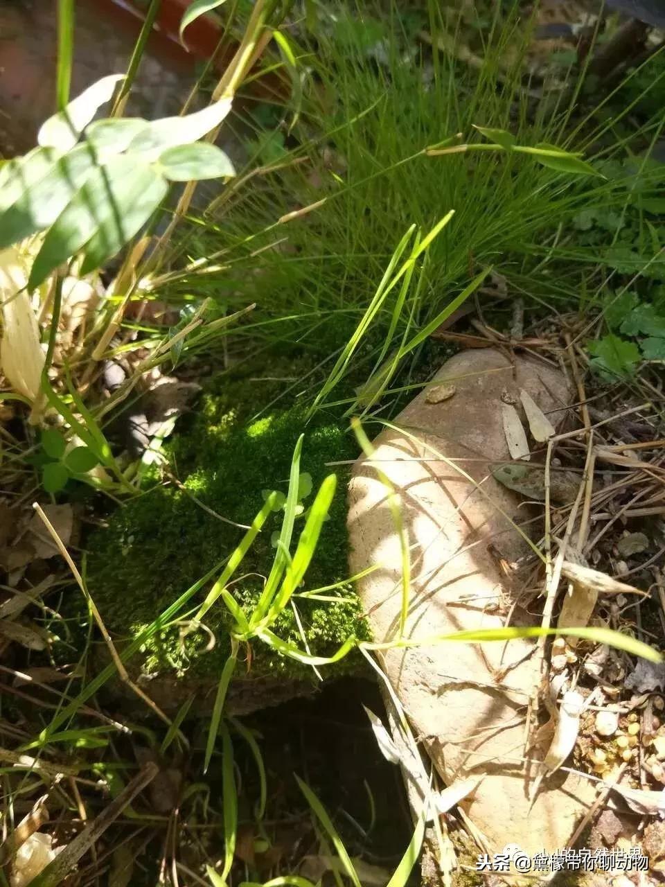 丛林造景黄缘龟池设计图大全,龟宝宝黄缘龟生态缸造景教程