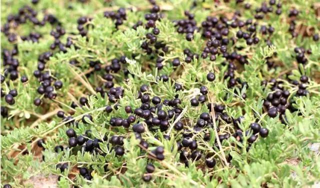 云南特产山货血三七,云南独有的44种野菜