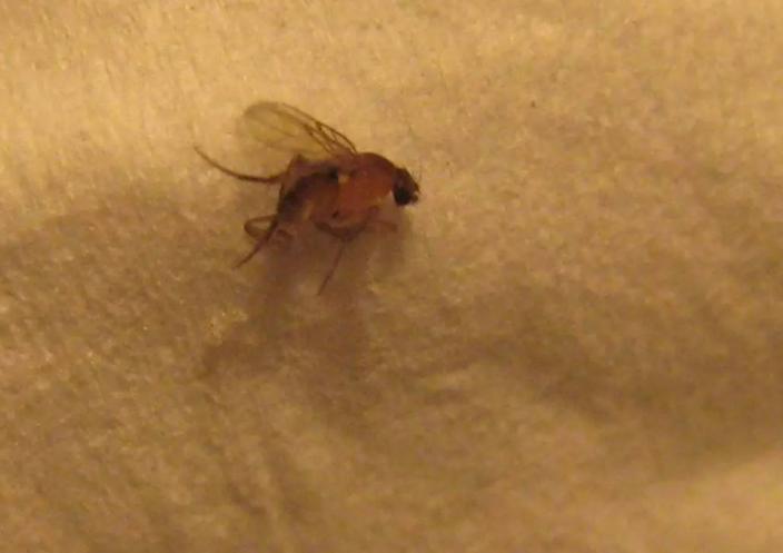 孙女耳朵里意外进飞蛾，奶奶教科书式救助，医生知道后都连连称赞