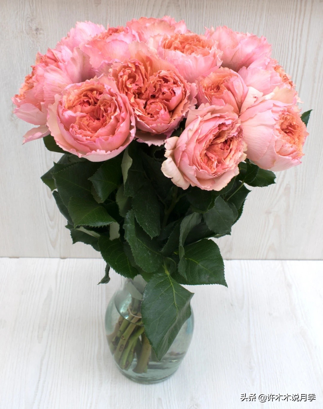 抗性强无刺月季蔷薇品种有哪些,抗性好的切花月季推荐