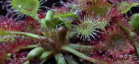 会捕食茅膏菜的昆虫,重庆首次发现能捕食昆虫的植物