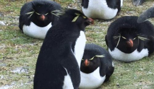 喜羊羊与灰太狼原始世界纪录片,喜羊羊与灰太狼每部片讲述的道理