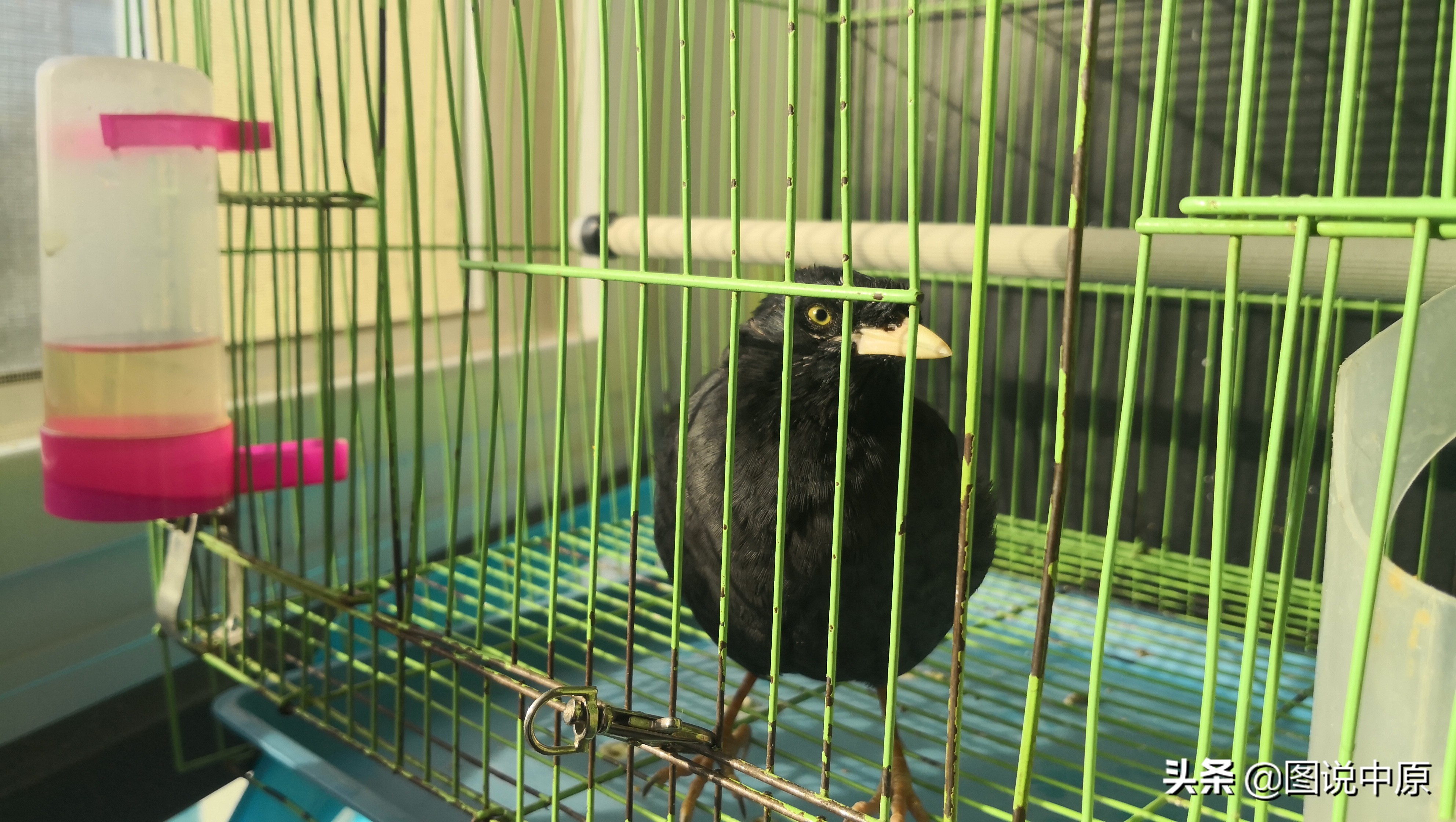 它会说话作文500字,它会说话