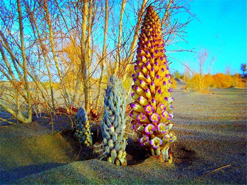 *疆新**沙漠有种昂贵的植物，开花像一座小宝塔，寄生在红柳根部