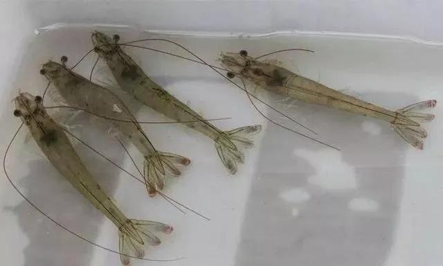 对虾吃不上料怎么处理,对虾摄食不好怎么回事