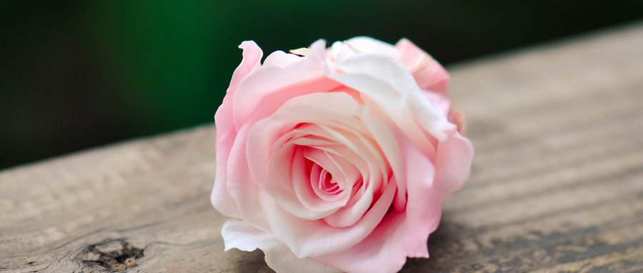 培育玫瑰花非常麻烦,还要在花朵上套上网套,这是为何