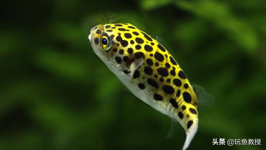 鱼缸里突然有螺有必要清除么,鱼缸爆螺